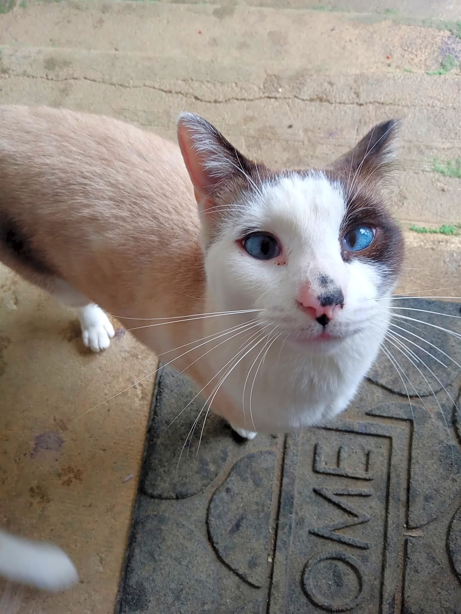 Photo of Cotton