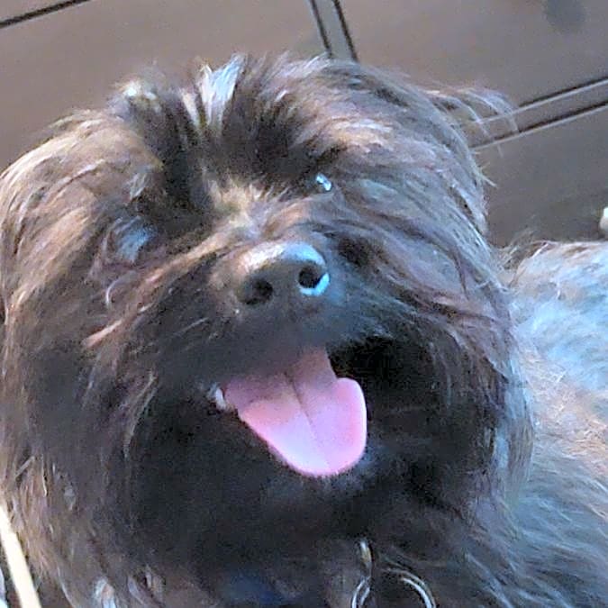 Photo of Teddy
