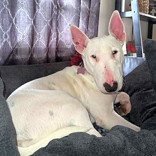 Photo of Roxie