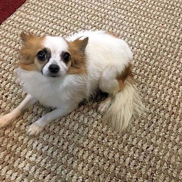 Photo of Penny