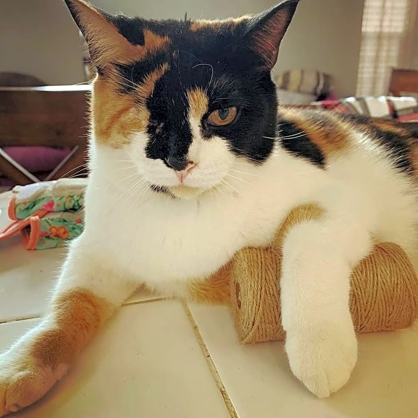 Photo of Sugar Seeley