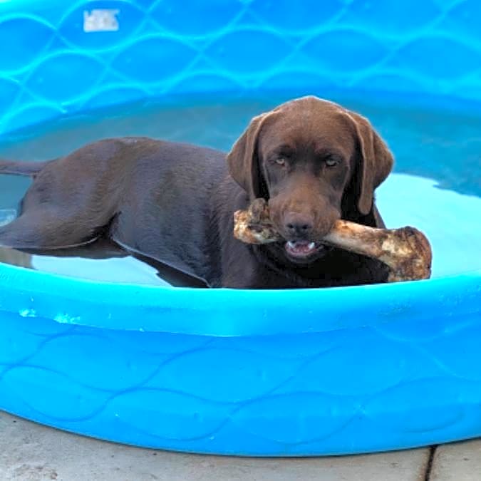 Photo of Choco