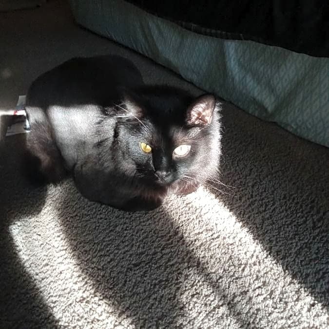 Photo of Romeo
