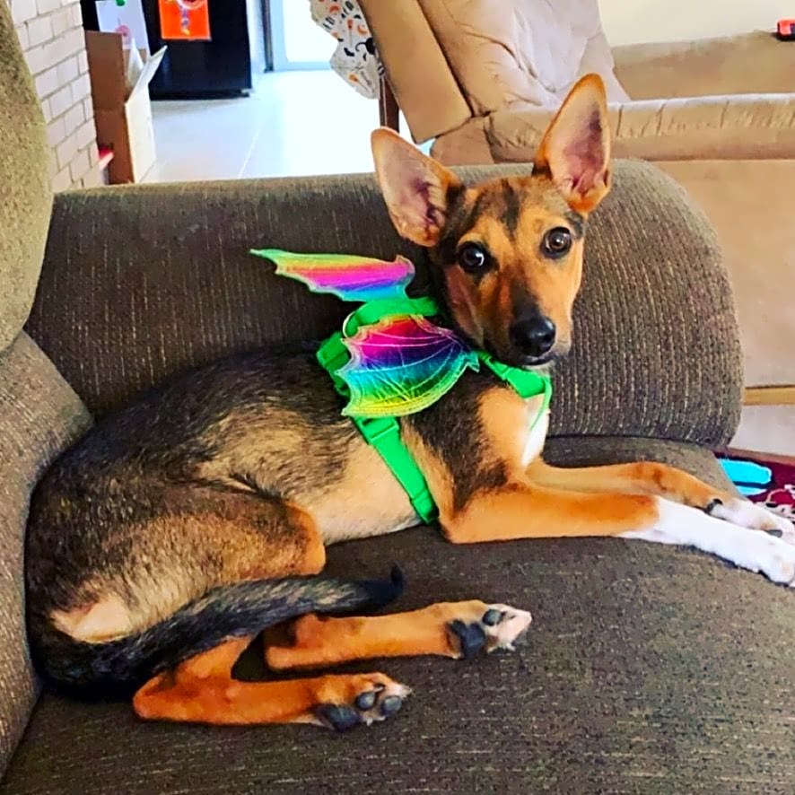 Photo of Pepper