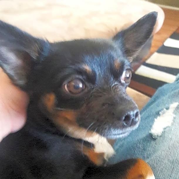 Photo of Peanut