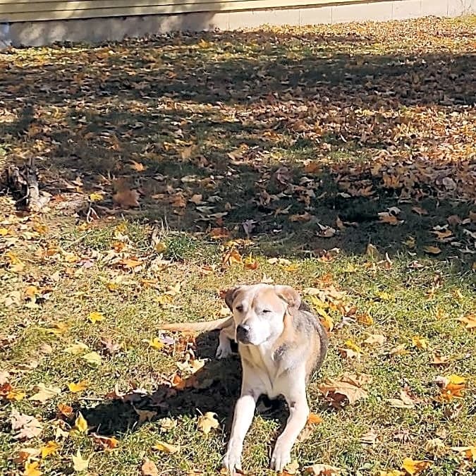 Photo of Ranger