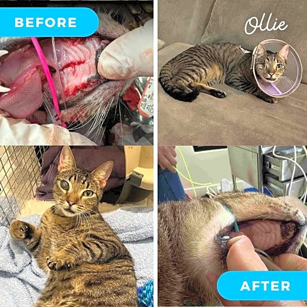 Photo of Ollie