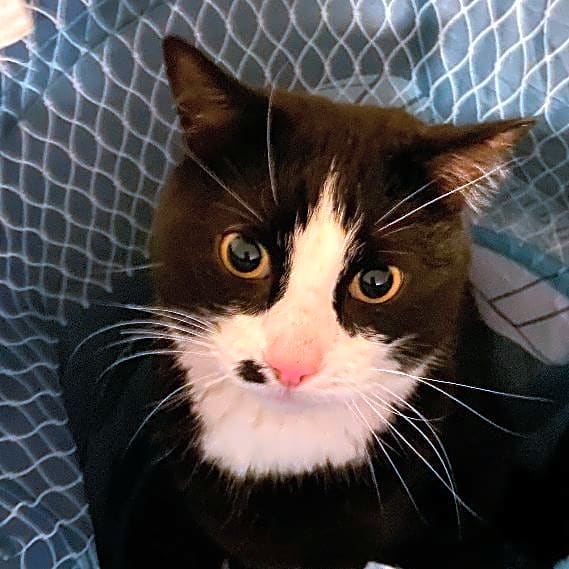 Photo of Clyde