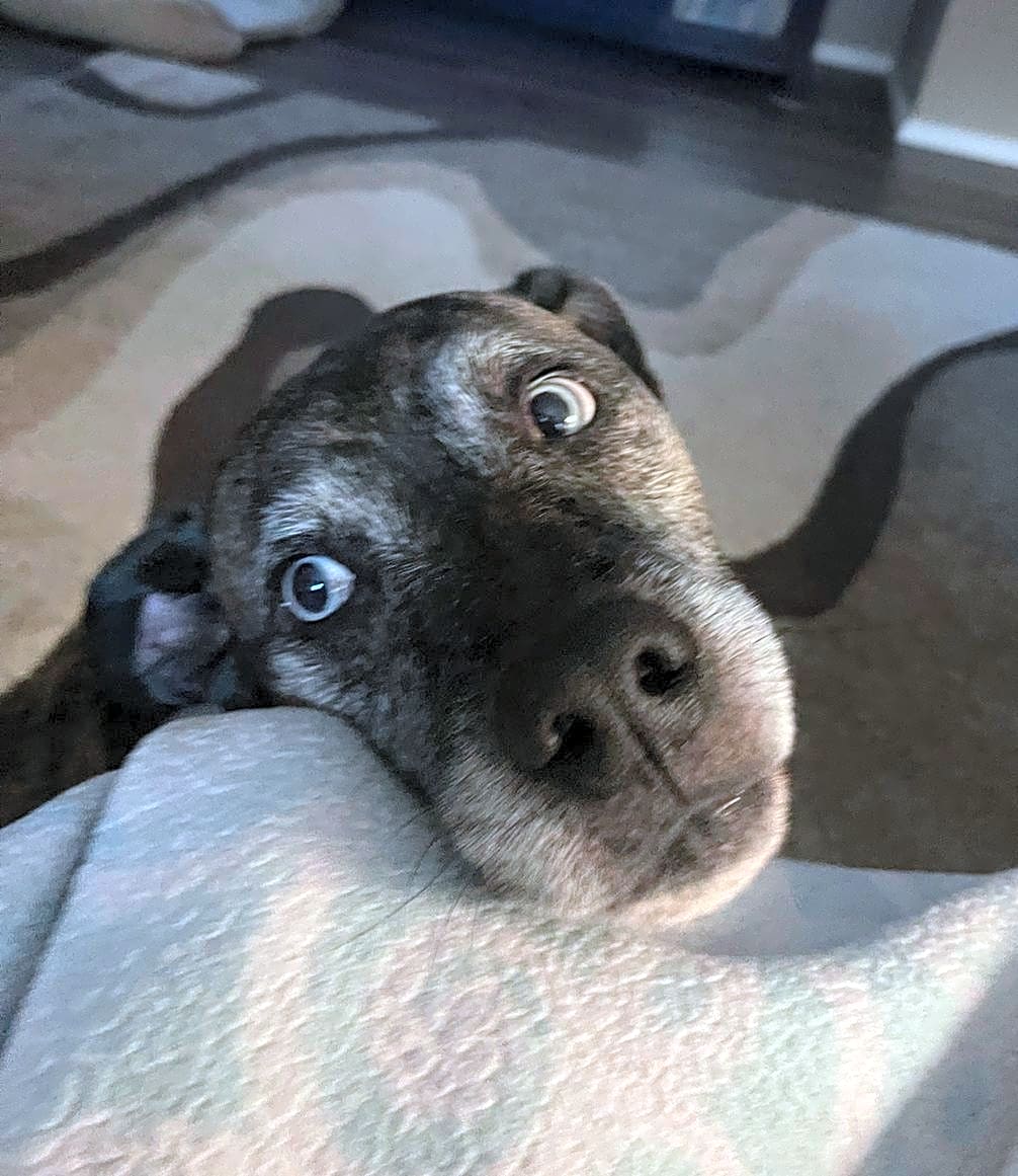 Photo of Kona