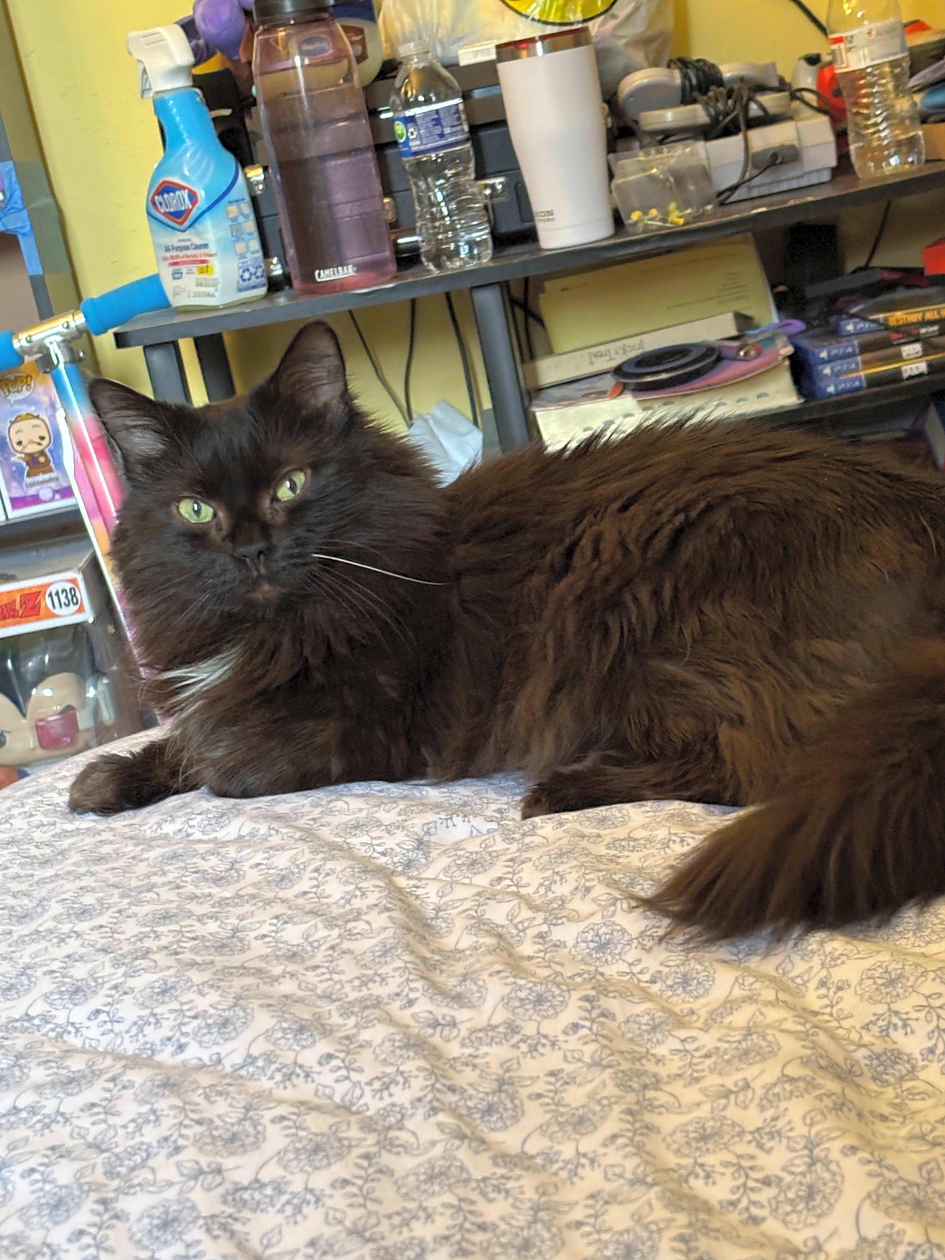 Photo of Salem