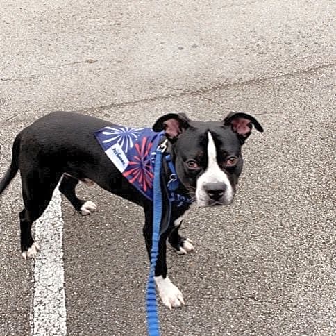 Photo of Buddy