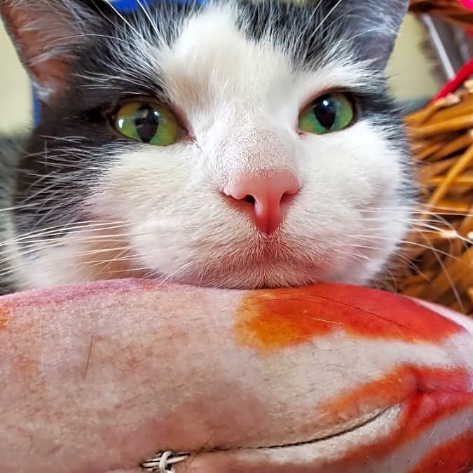 Photo of Mr. Kitty