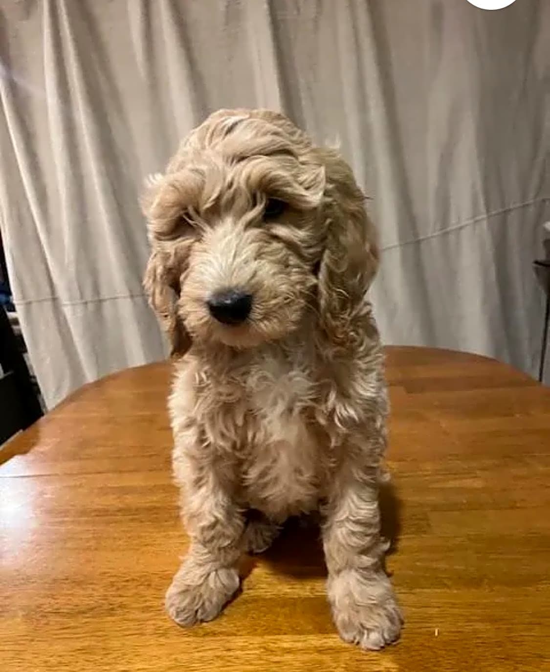Photo of Butters
