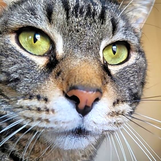 Photo of Tiger