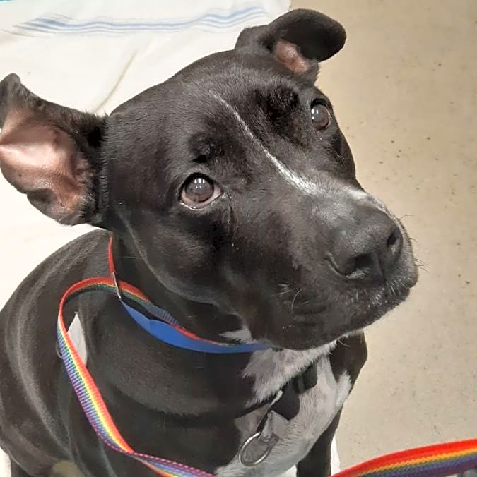 Photo of Tyson