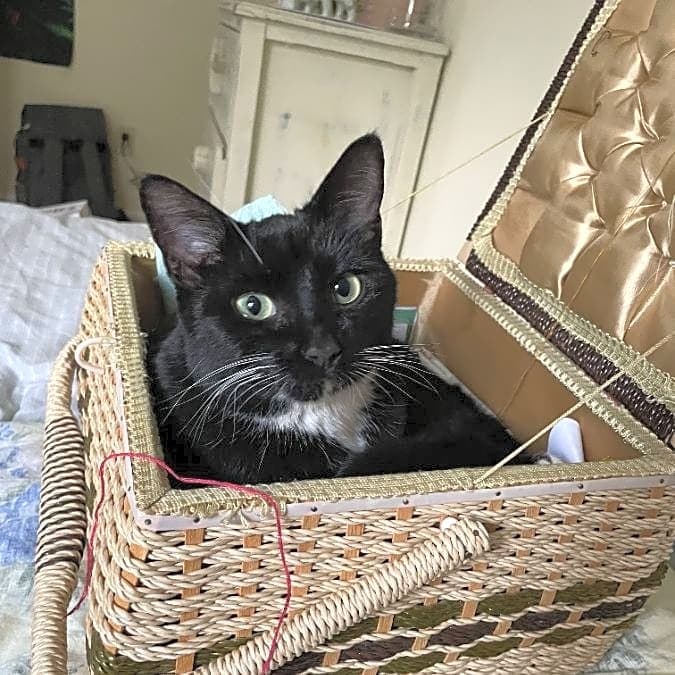 Photo of Stella