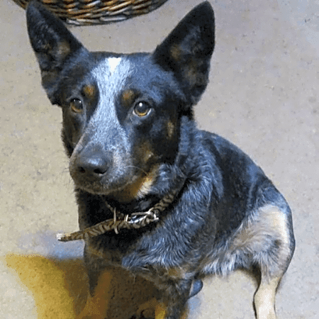 Photo of Pickles