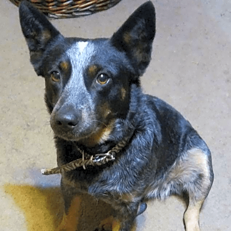 Photo of Pickles