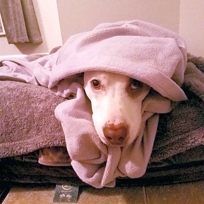 Photo of Raja