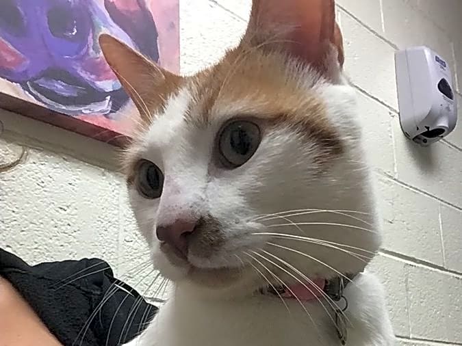 Photo of Peanut