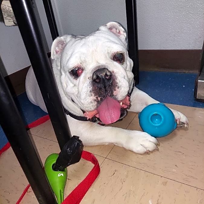 Photo of Bubbie