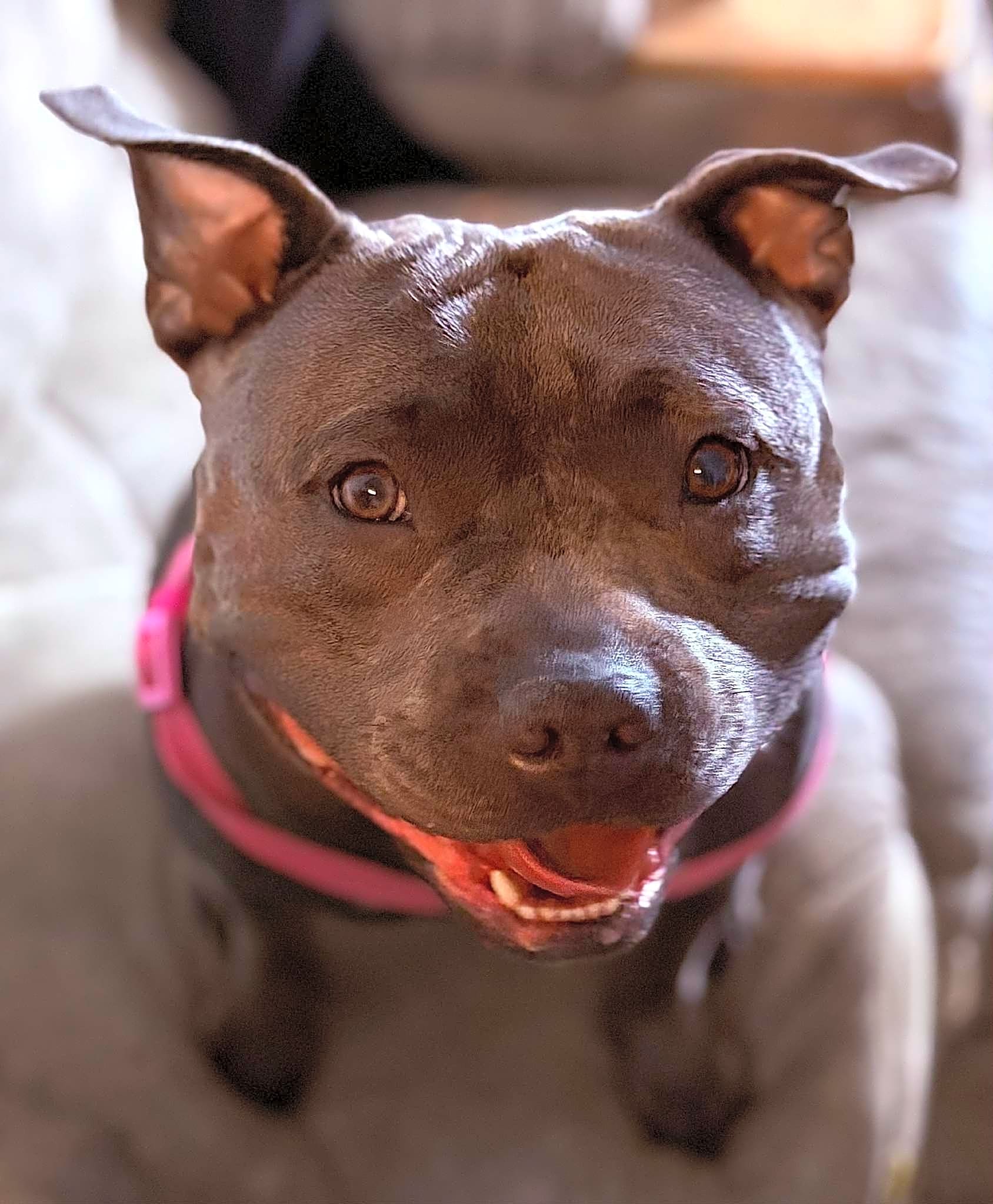 Photo of Nala
