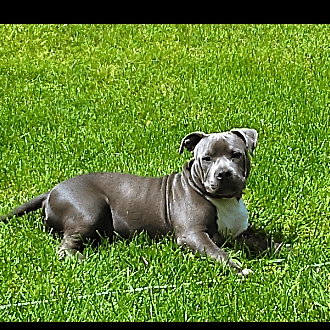 Photo of Bully