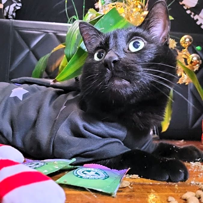 Photo of Zeena