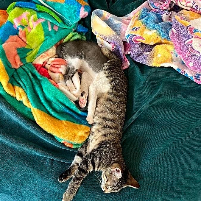 Photo of willow