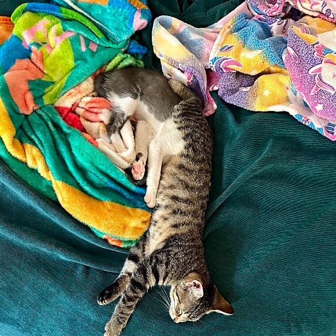 Photo of willow