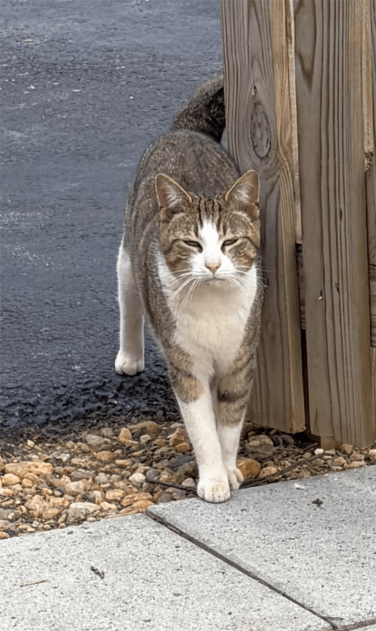 Photo of Mr. Bigglesworth’s Home for Wayward Cats