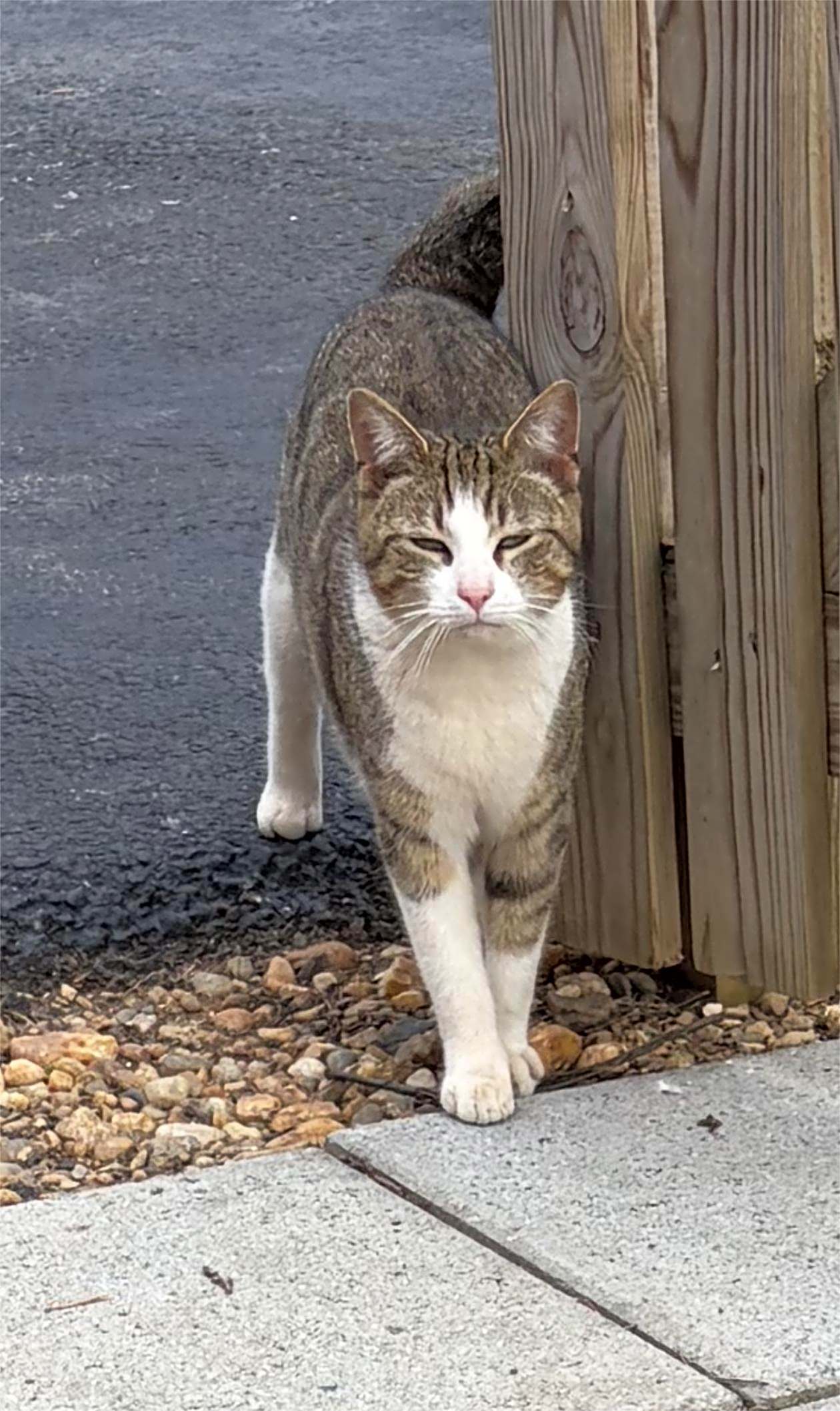 Photo of Mr. Bigglesworth’s Home for Wayward Cats