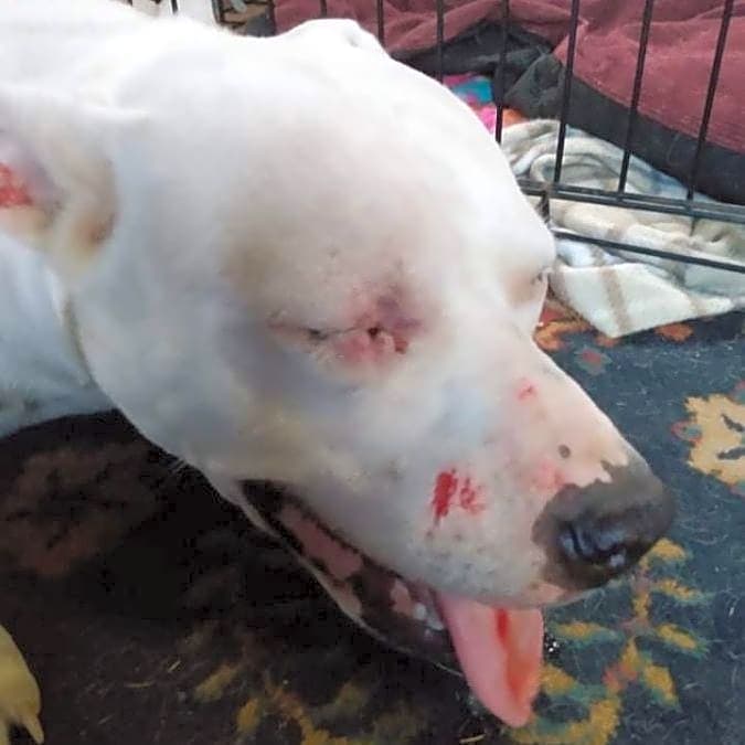 Photo of Lou