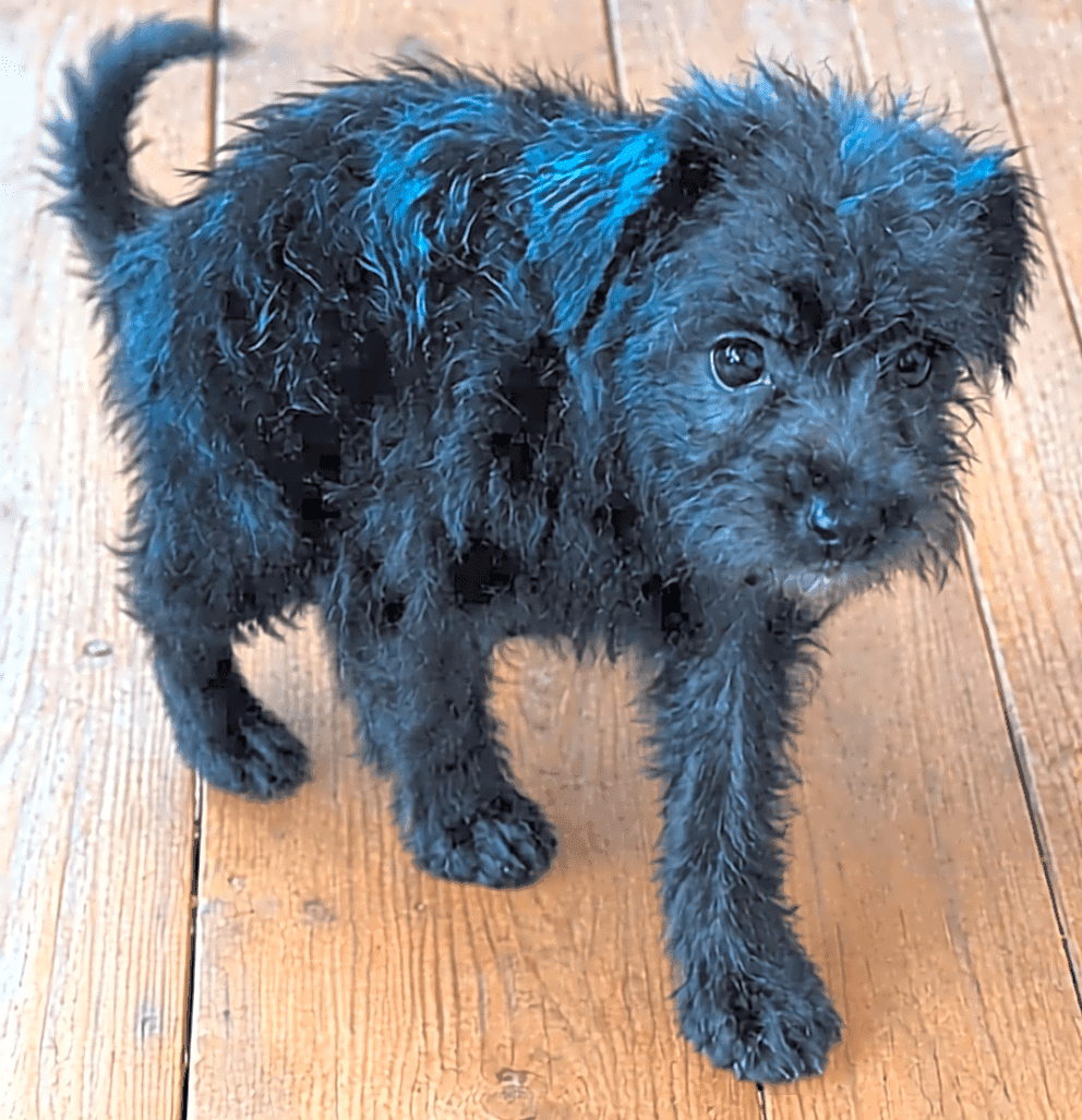 Photo of Midnight