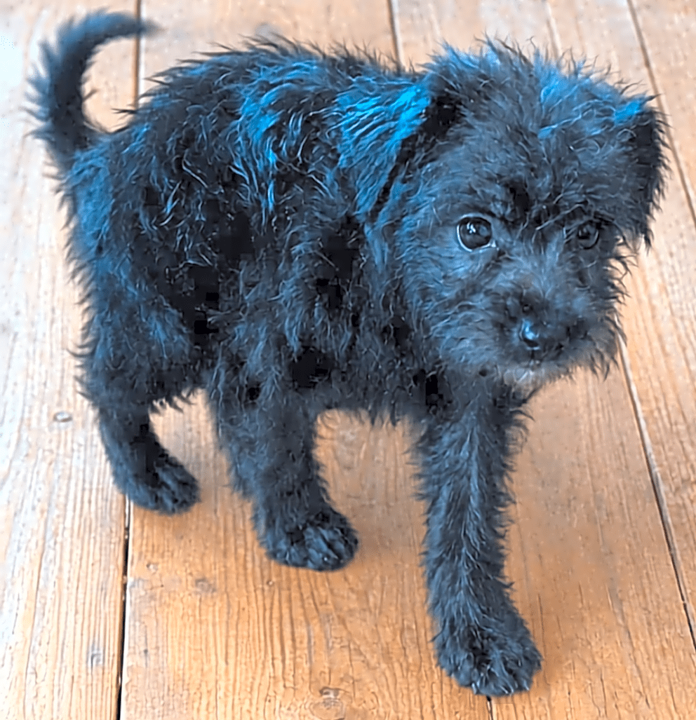 Photo of Midnight