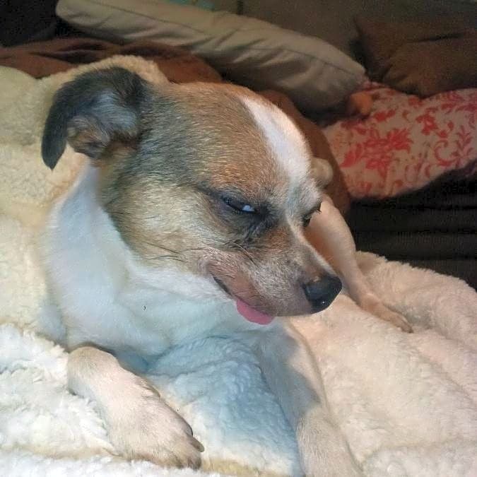Photo of Petey