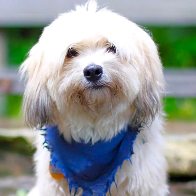 Photo of Gizmo