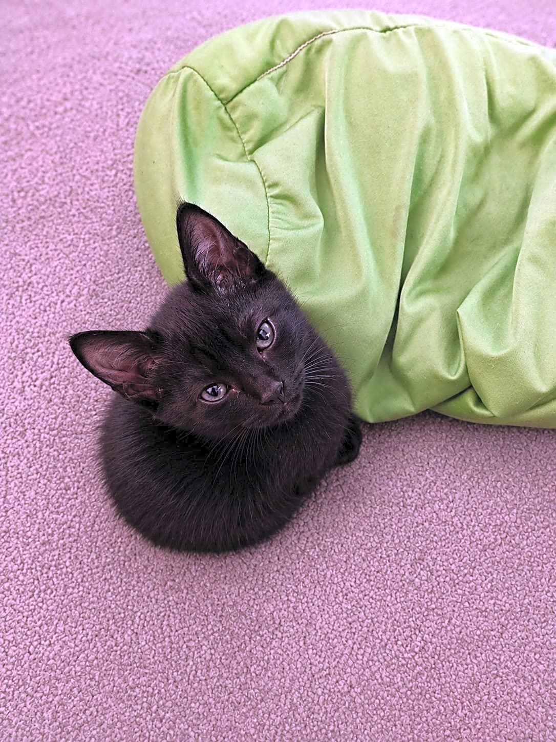 Photo of Theodore