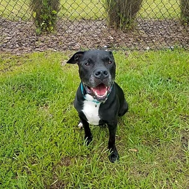 Photo of Scooby