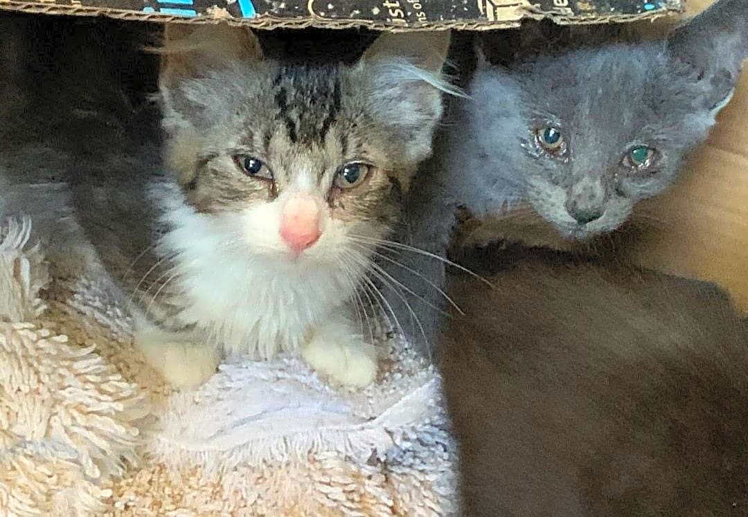 Photo of Hoarding Cats
