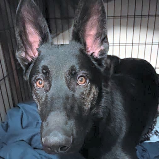 Photo of Fenrir