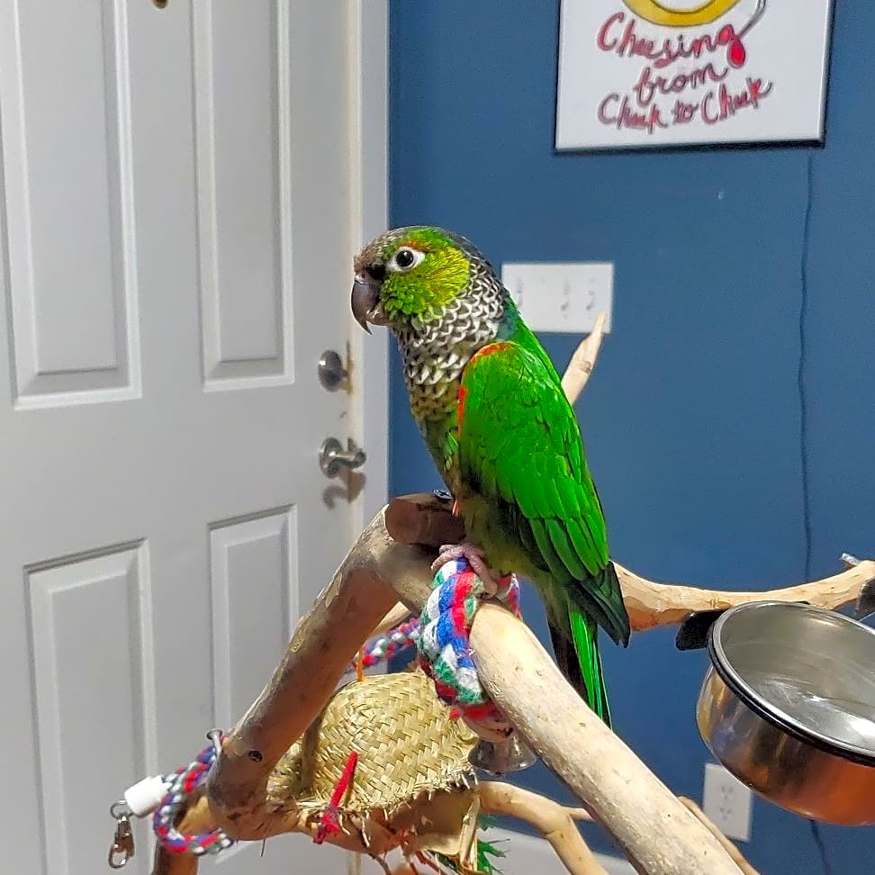 Photo of Chica