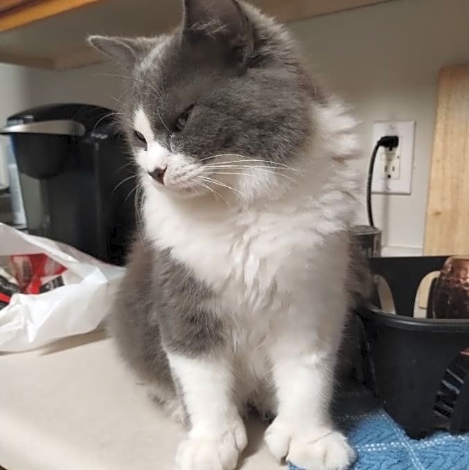 Photo of Mellow