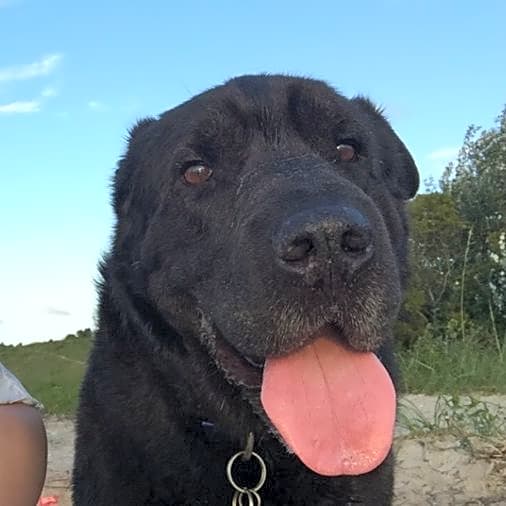 Photo of Rosco