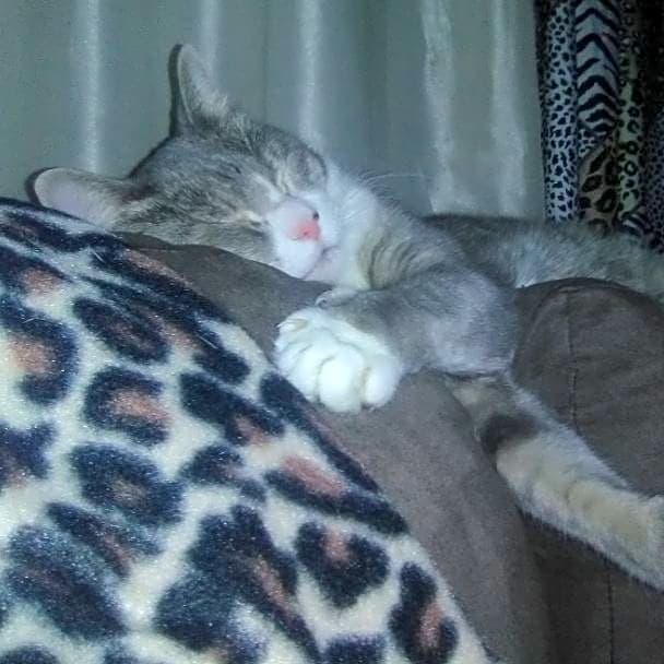 Photo of Socks