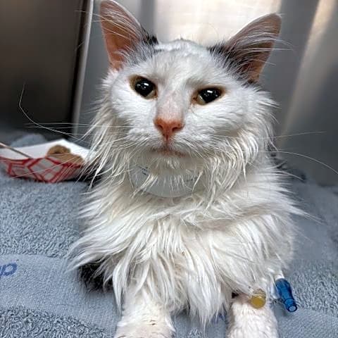 Photo of Domino