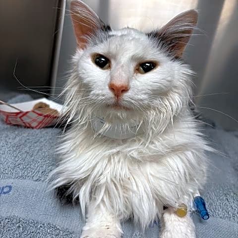 Photo of Domino
