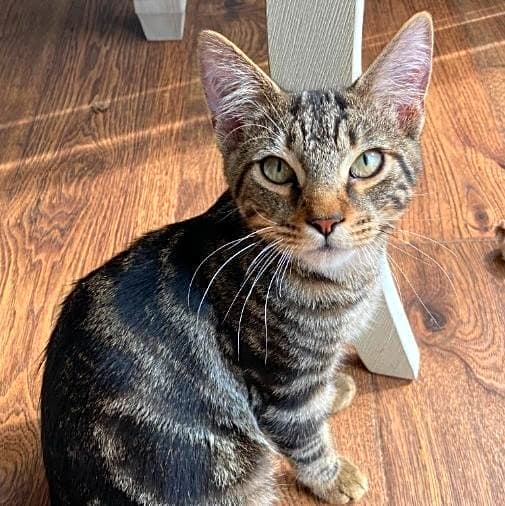 Photo of Comet