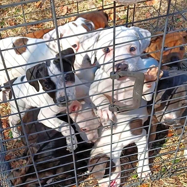 Photo of Ten Puppies