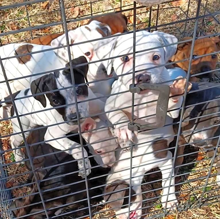 Photo of Ten Puppies